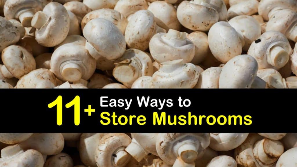 How to Store Mushrooms titleimg1