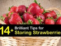 How to Store Strawberries titleimg1
