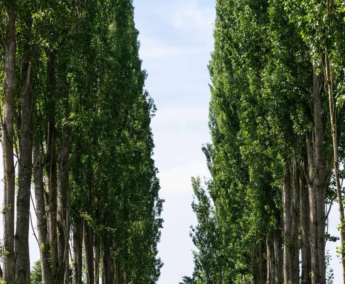 Hybrid poplars are very fast-growing trees.