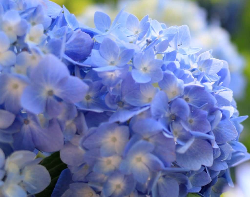 Hydrangea shrubs have bundles of blooms like snowballs.