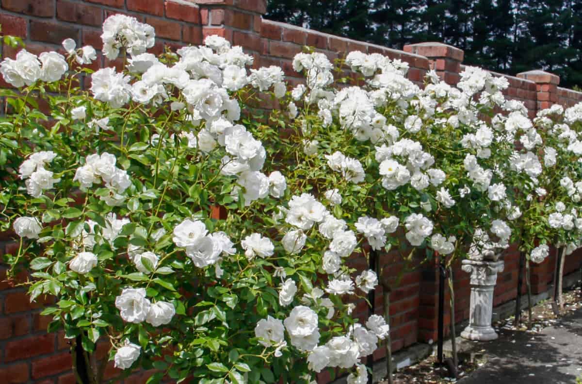 Iceberg rose trees sport double blossoms.