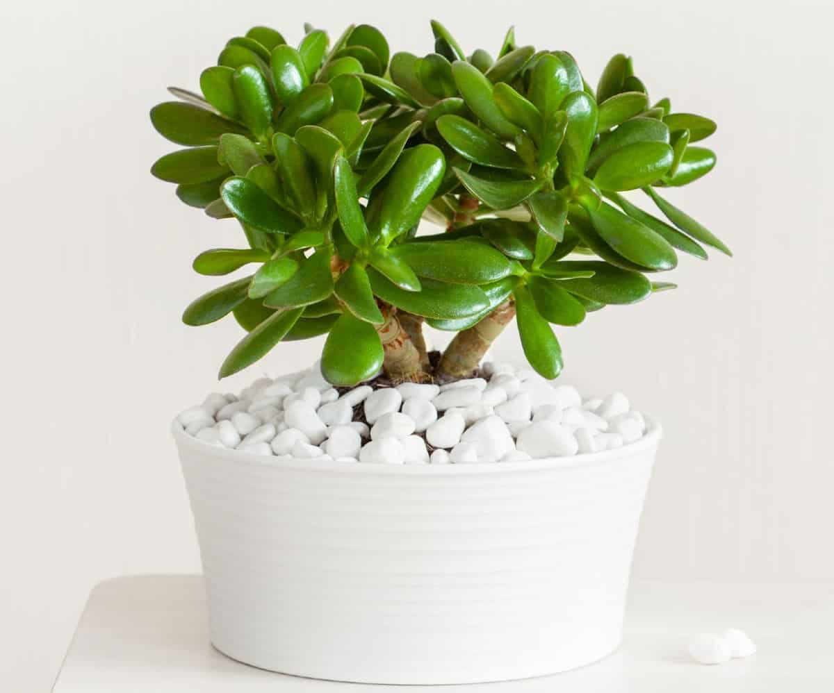 Jade plants have succulent-like leaves.