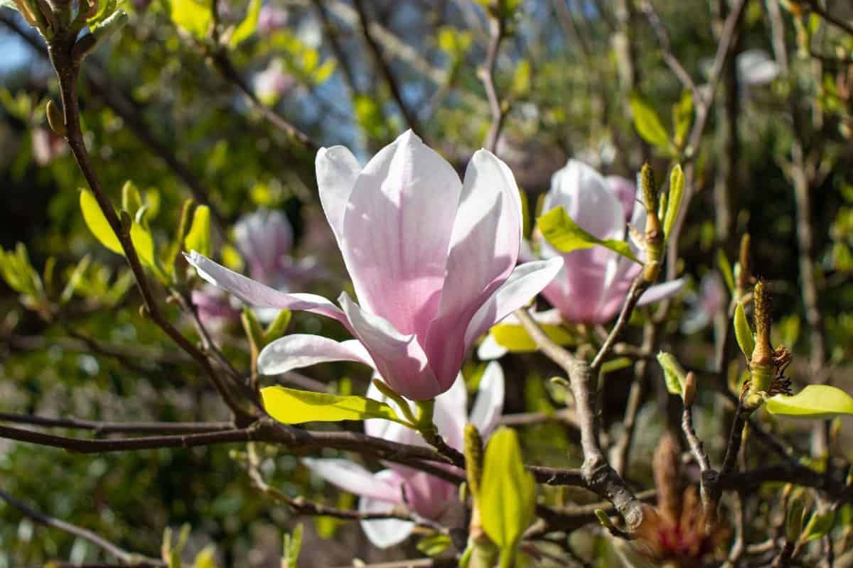 The Jane magnolia is a hybrid with tulip-shaped flowers.