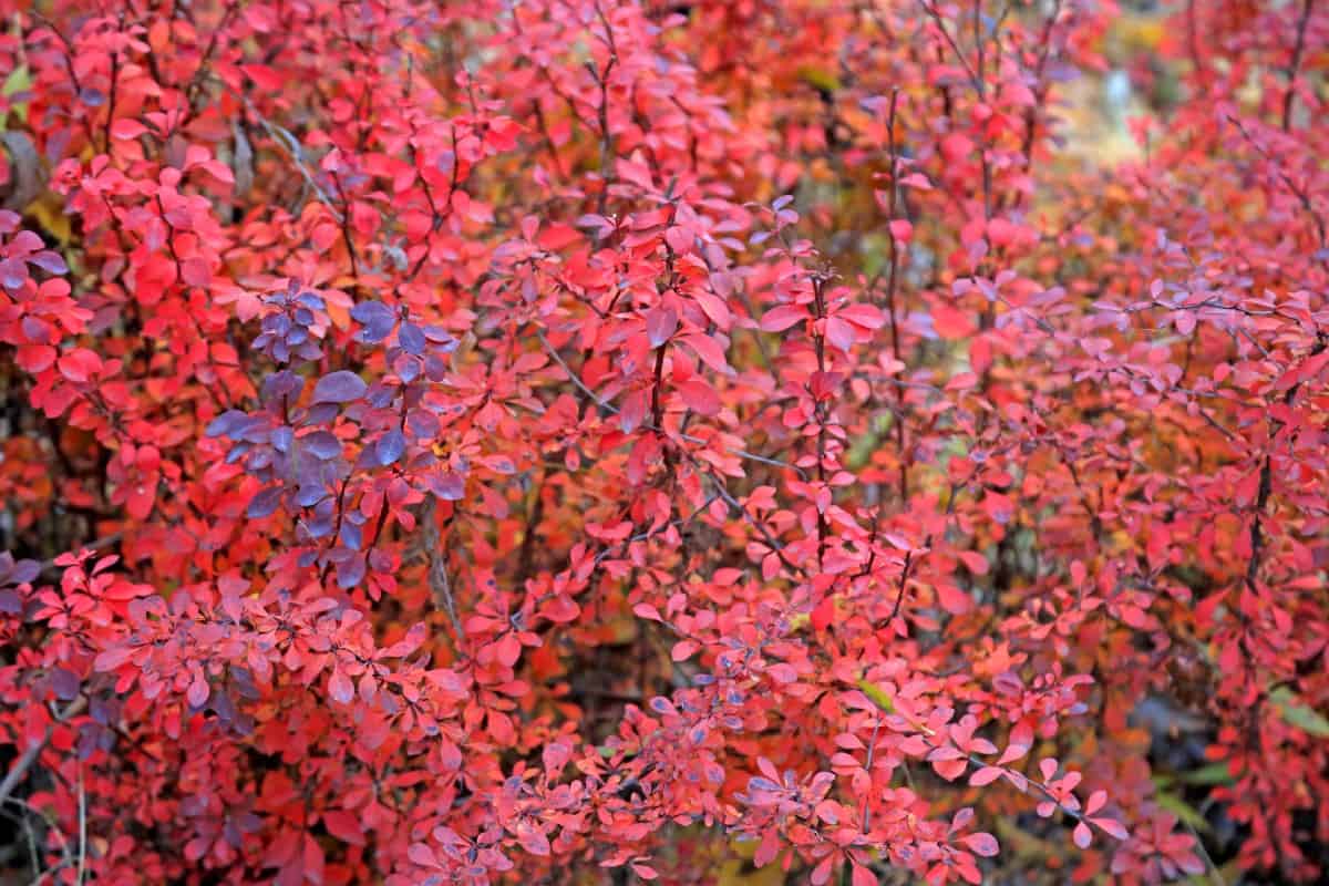 Purple Japanese barberry is beautiful but invasive.