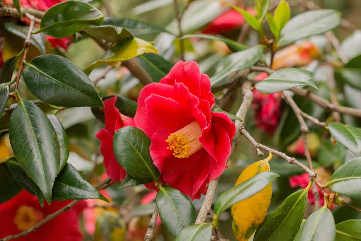 Japanese camellias are long-lived shrubs.