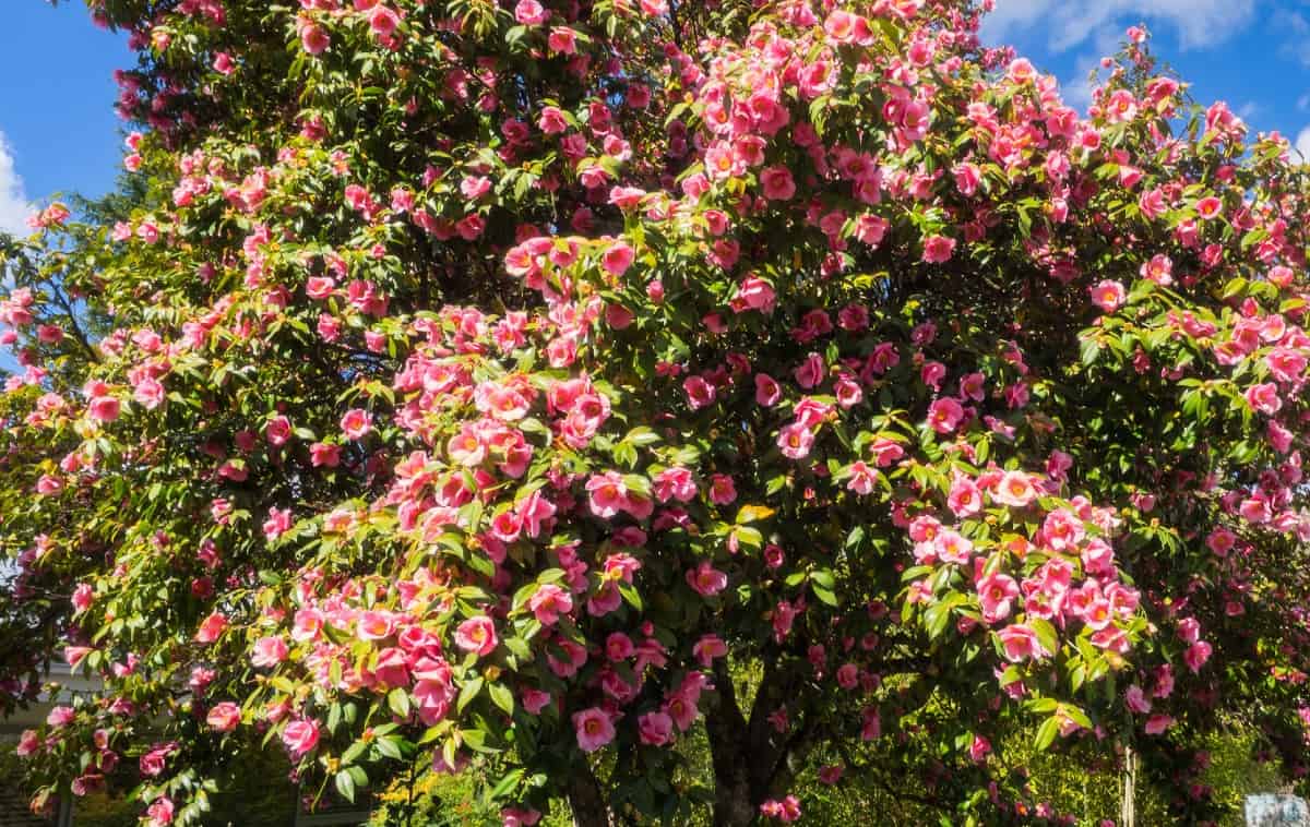 Japanese camellias have beautiful winter flowers.