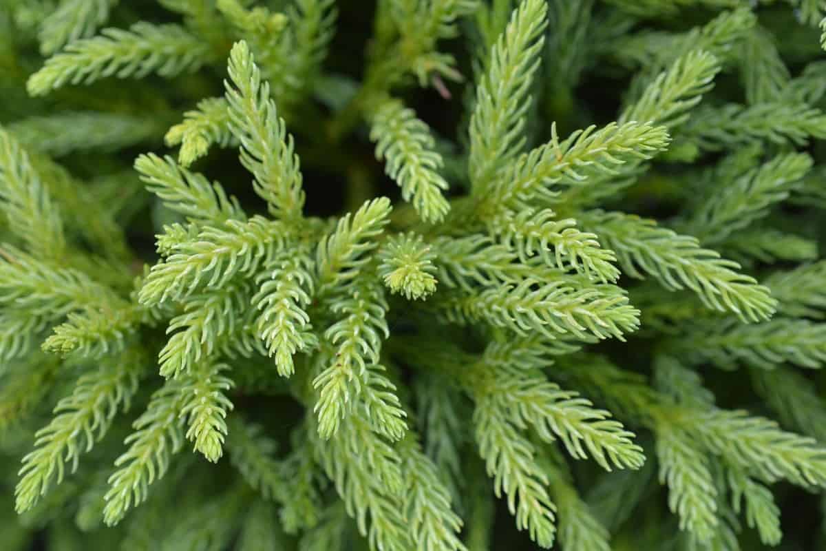 The Japanese cedar is a pretty tree.