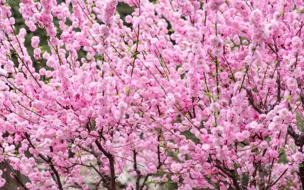The Japanese flowering apricot tree is easy to grow.