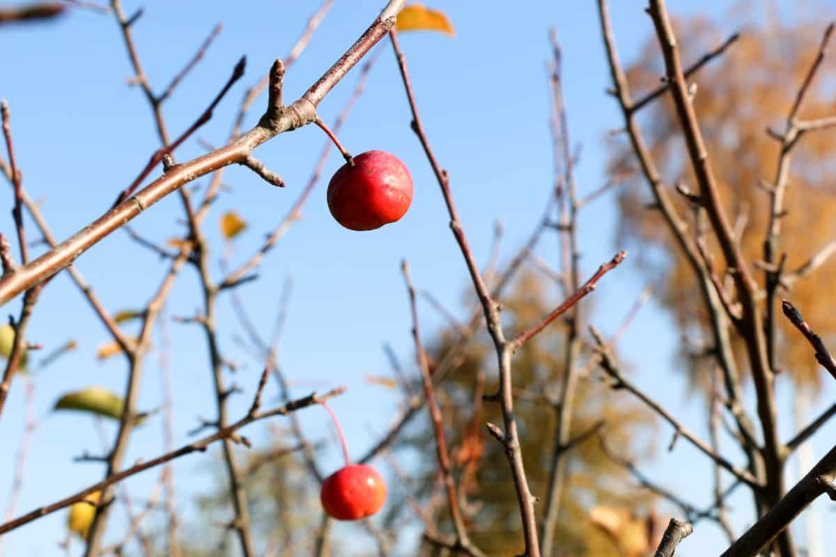 Both people and birds enjoy the fruits of the Japanese flowering crabapple tree.