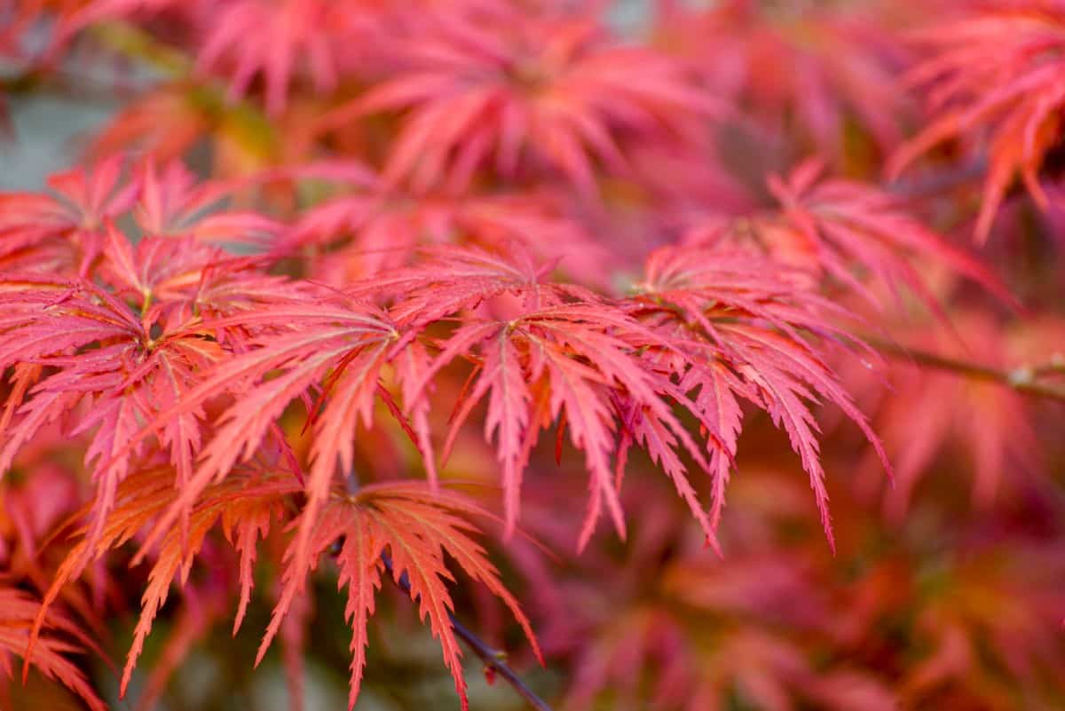 The Japanese maple has brilliant red leaves.