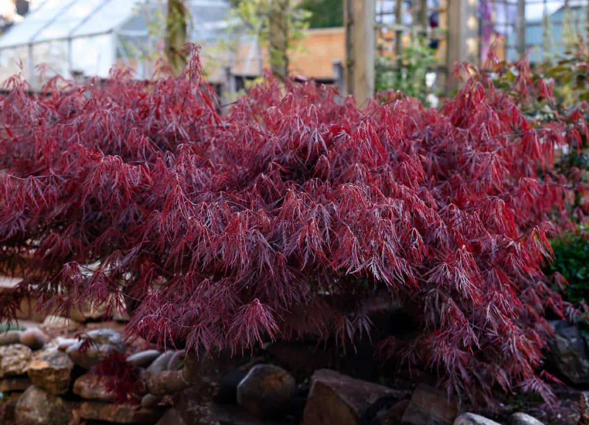 Japanese maples don't mind a little shade.