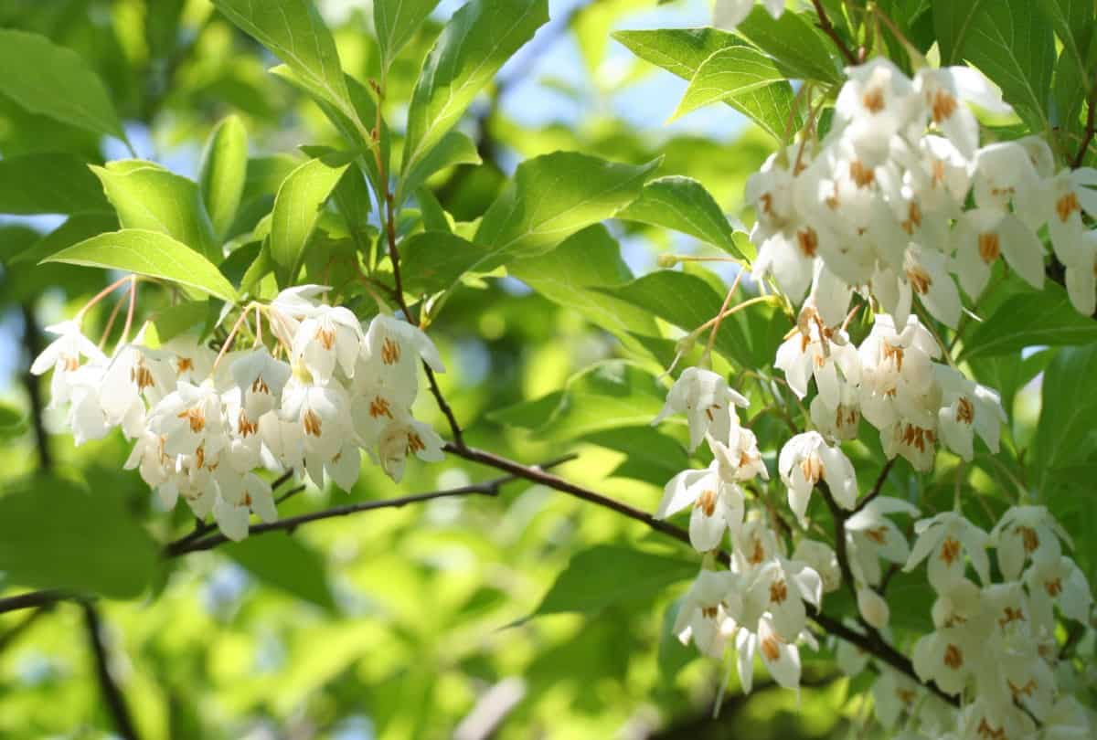 Japanese snowball trees produce olive-like fruit in summer.