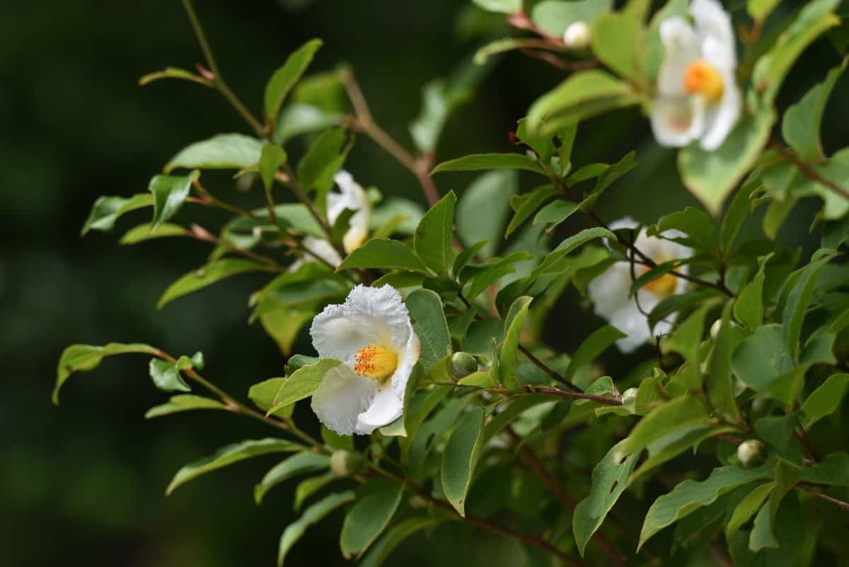 Japanese stewartia looks a lot like a camellia.