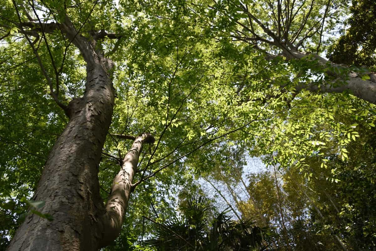 The Japanese zelkova is an easy-growing shade tree.