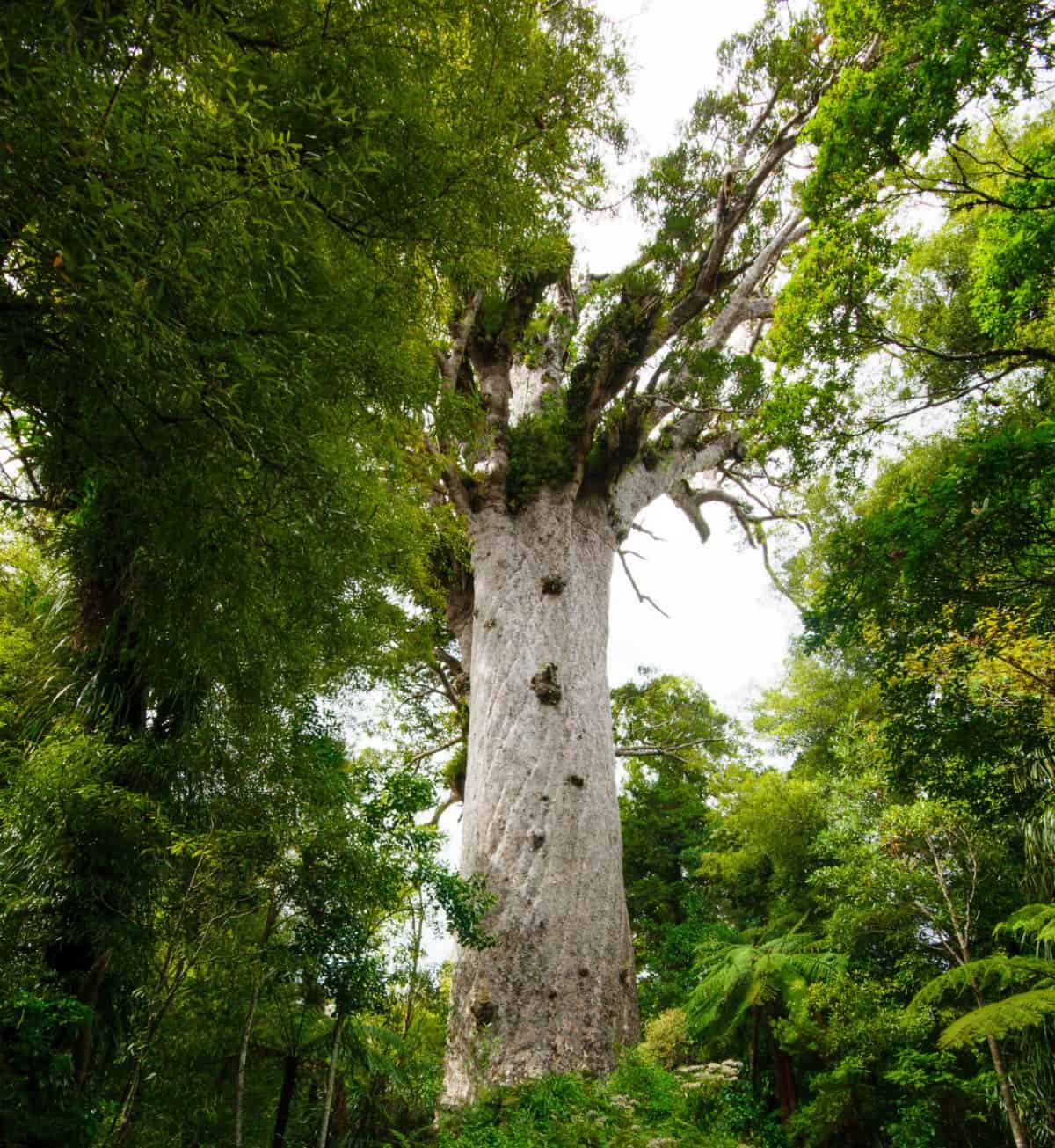 The kauri tree is a long-lived specimen.