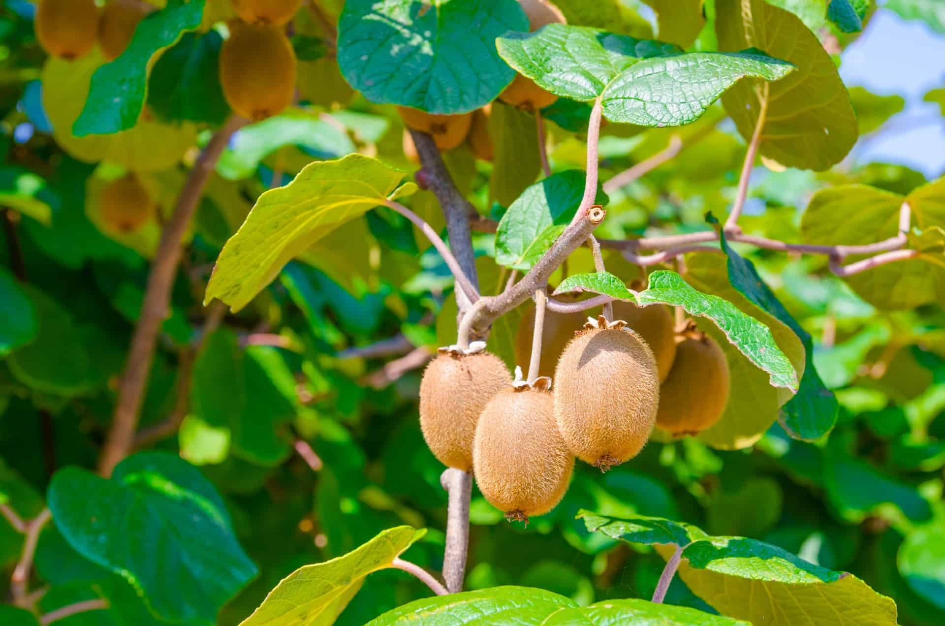 Kiwi vines are vigorous growers.