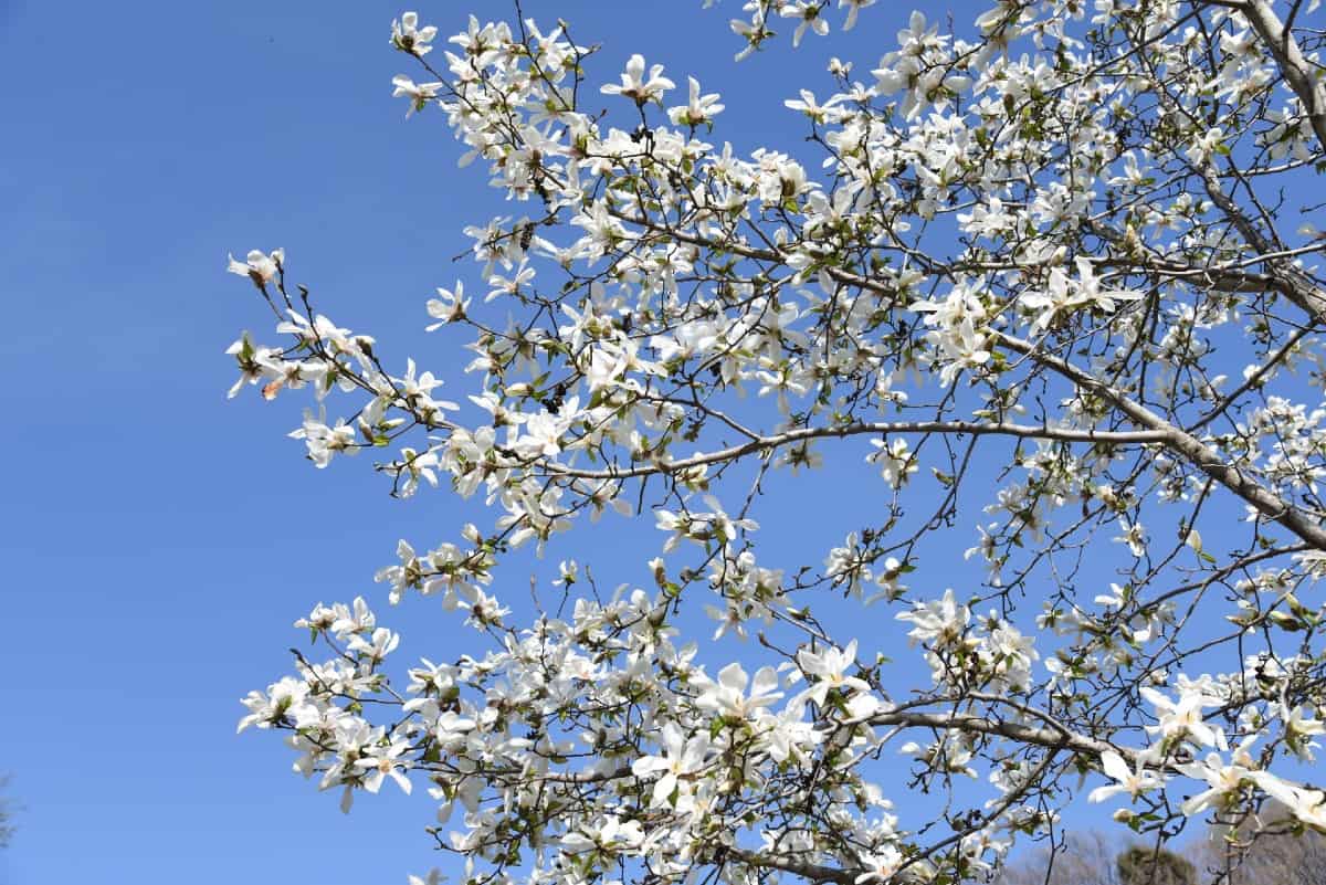 Kobus magnolias have fragrant flowers.