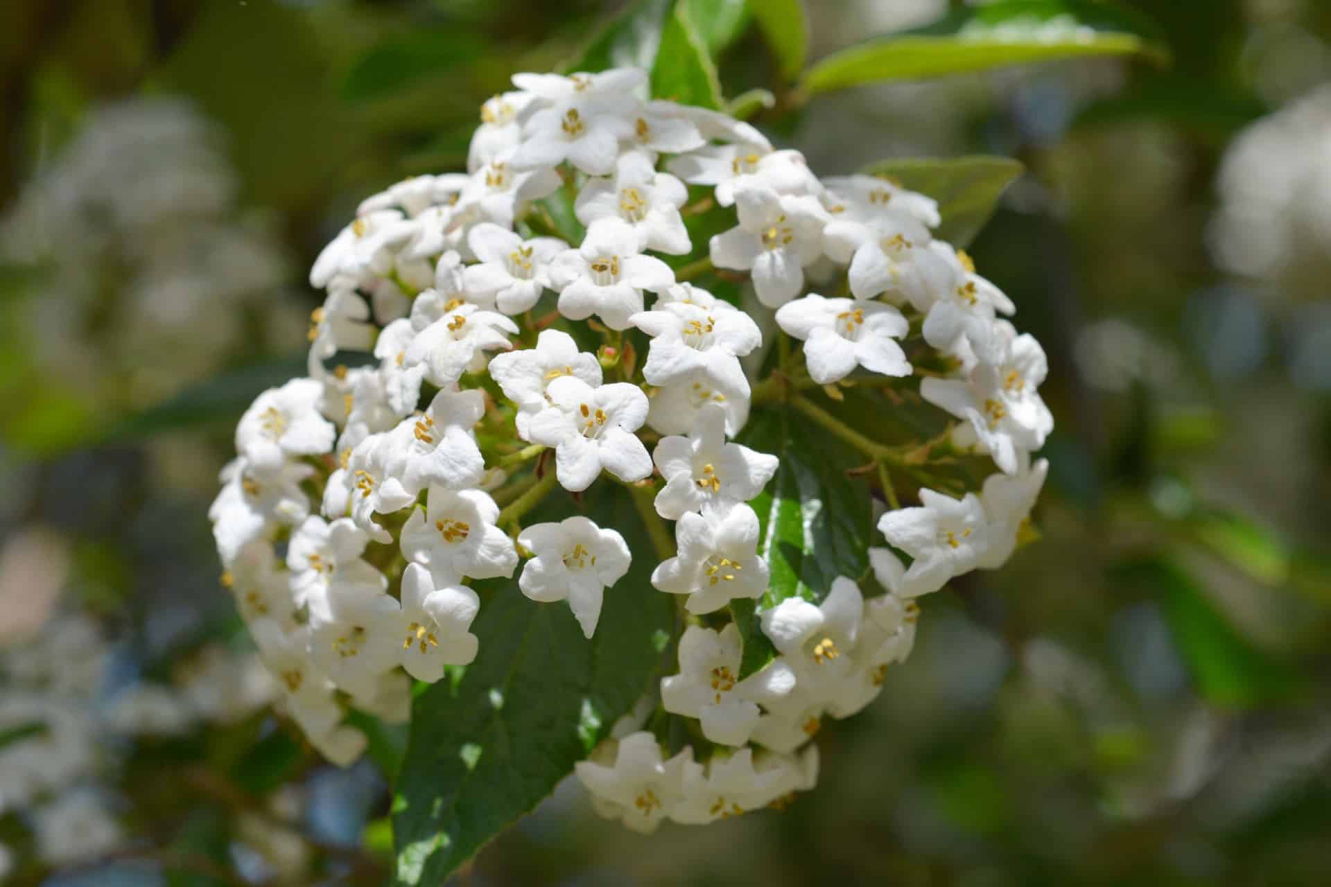 Korean spice viburnum has a pleasant fragrance.