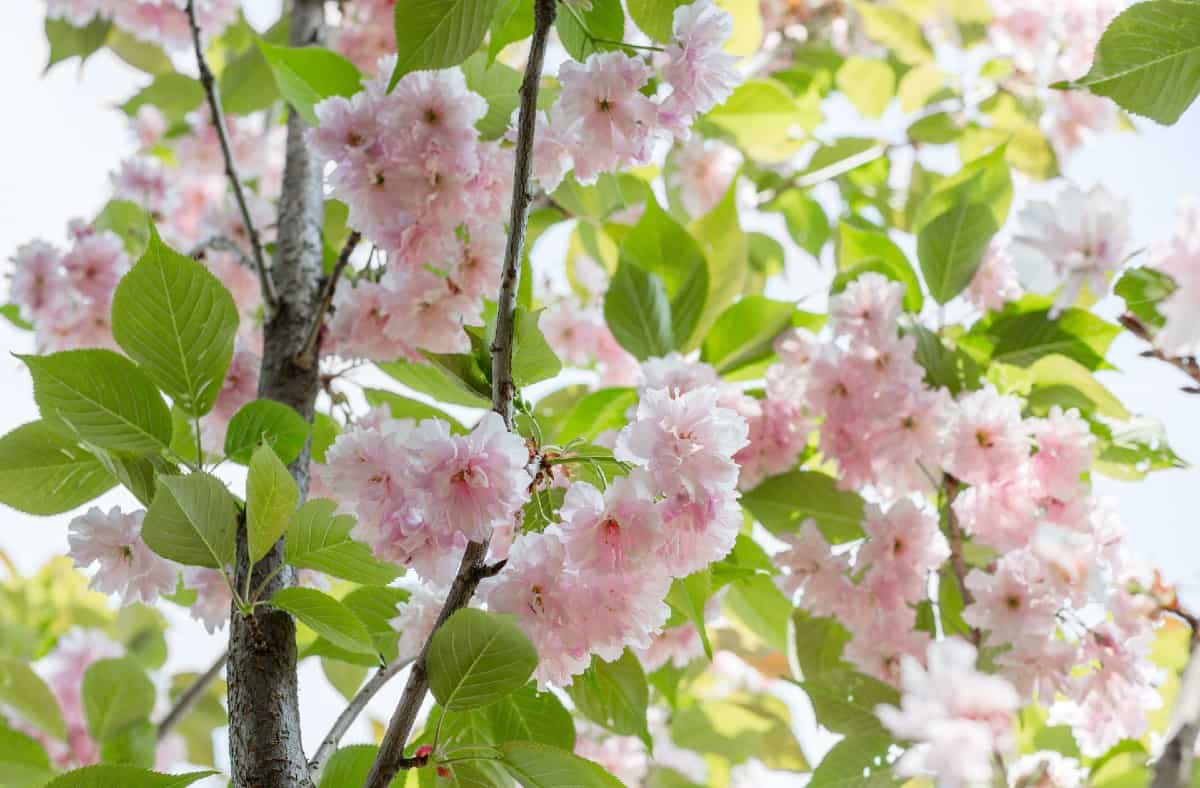 Kwanzan cherry trees provide 3-season interest.