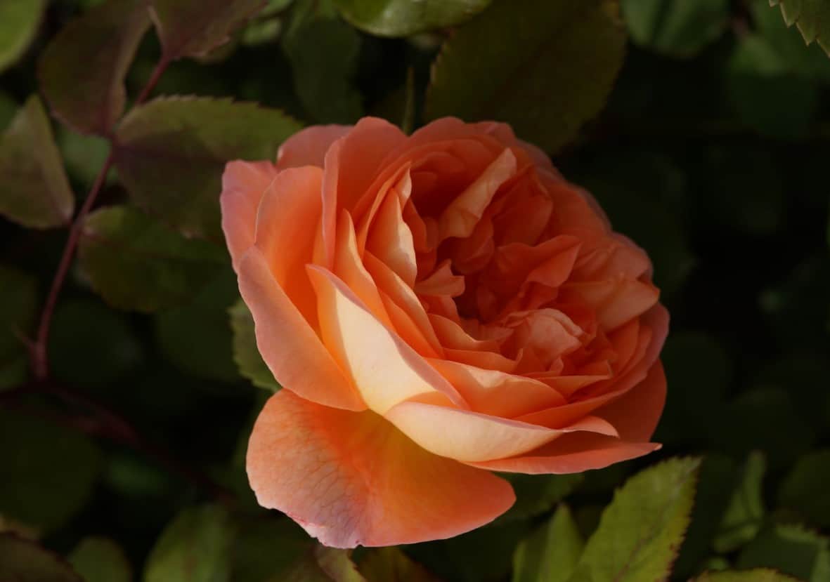 The Lady Emma Hamilton is an English rose that is a repeat bloomer.