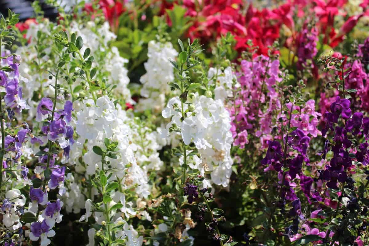 Larkspur is a spring blooming annual.