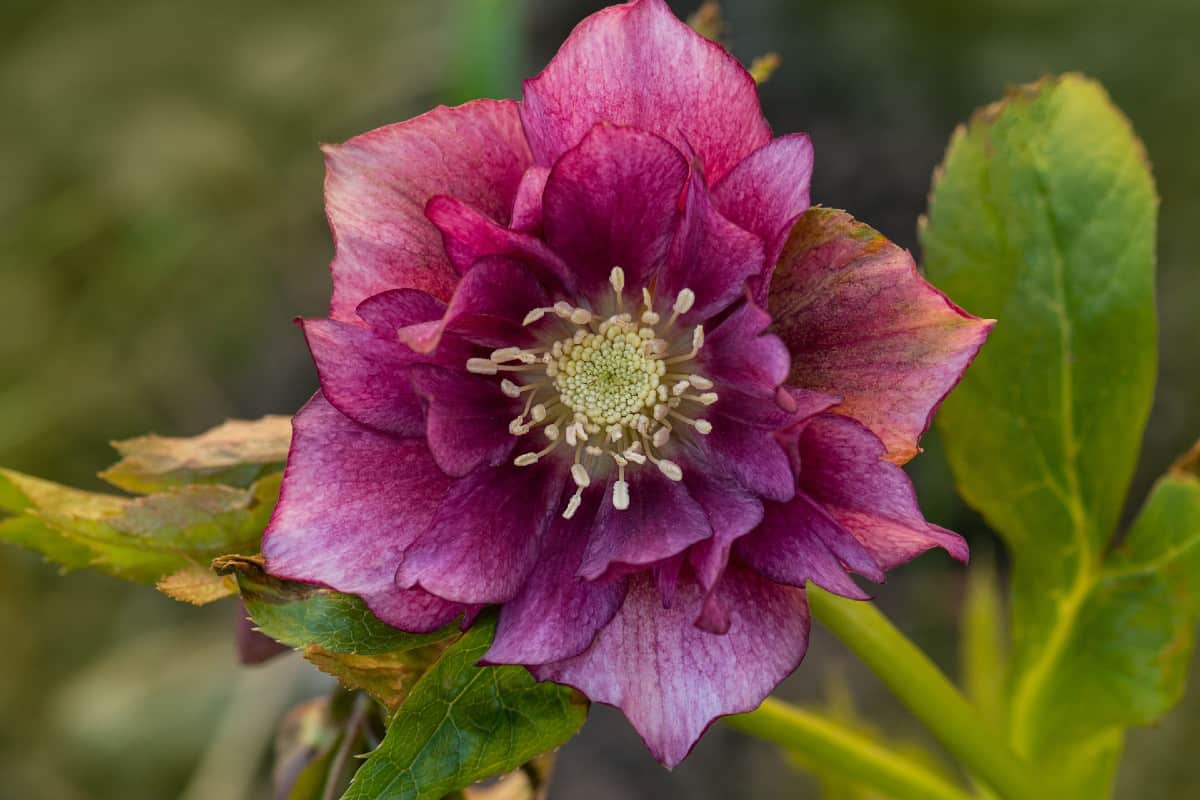 The lenten rose is also known as hellebore.