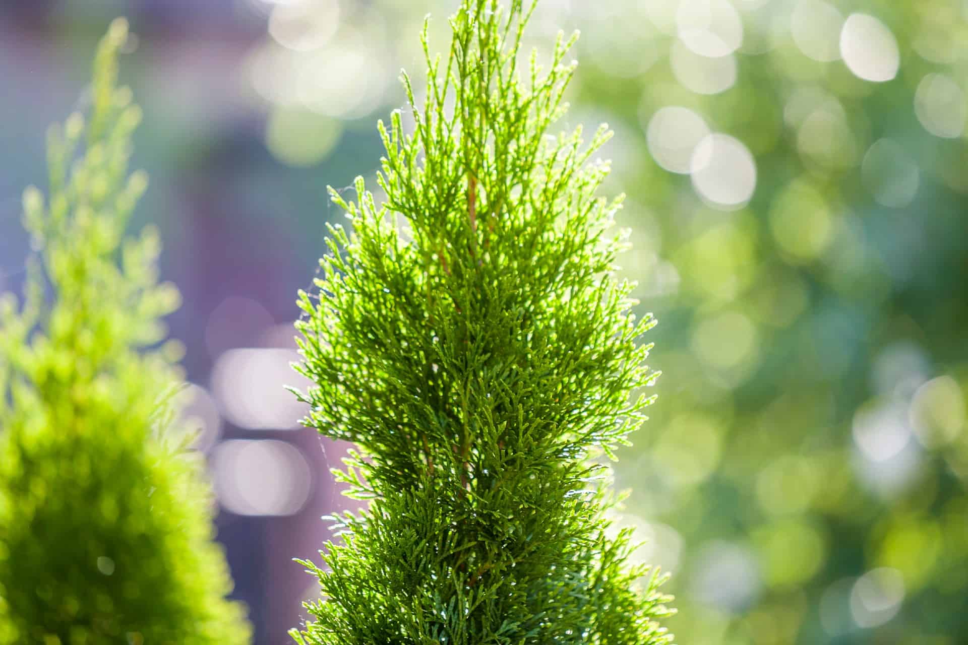 Leyland cypress trees make a lovely privacy fence.