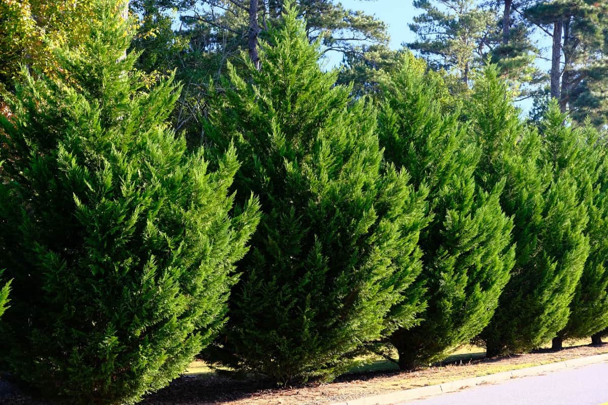 The Leyland cypress is often used as a Christmas tree.