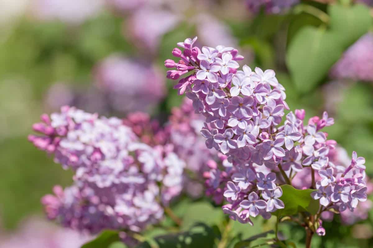 Lilacs are a sweet-smelling shrub.