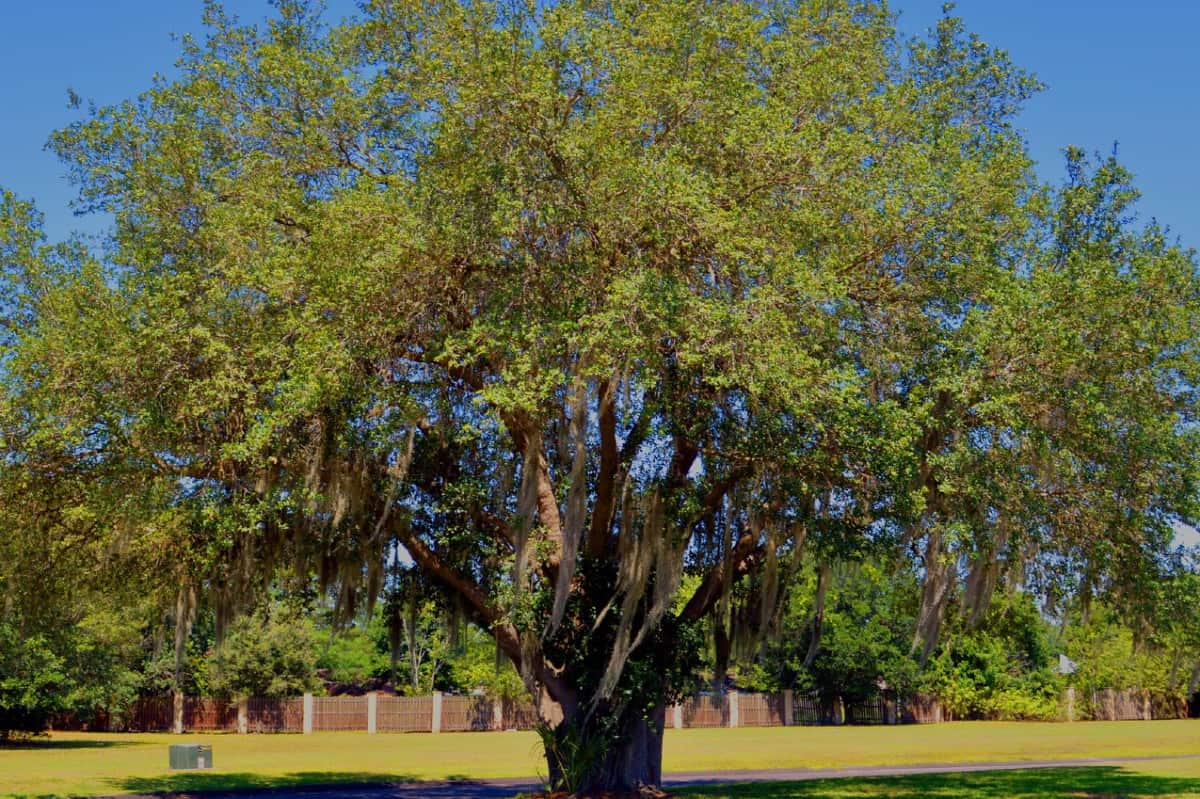 The live oak is a hardy tree.