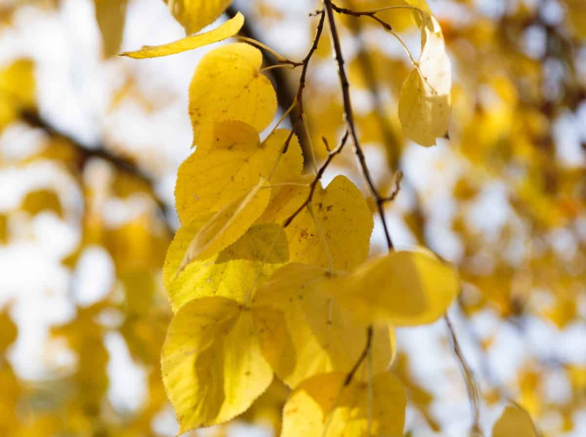 The Lombardy poplar is a member of the cottonwood family.