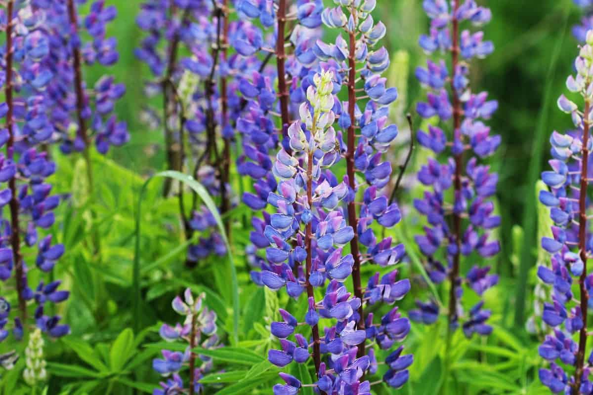 Lupines are wildflowers that can survive in poor environments.