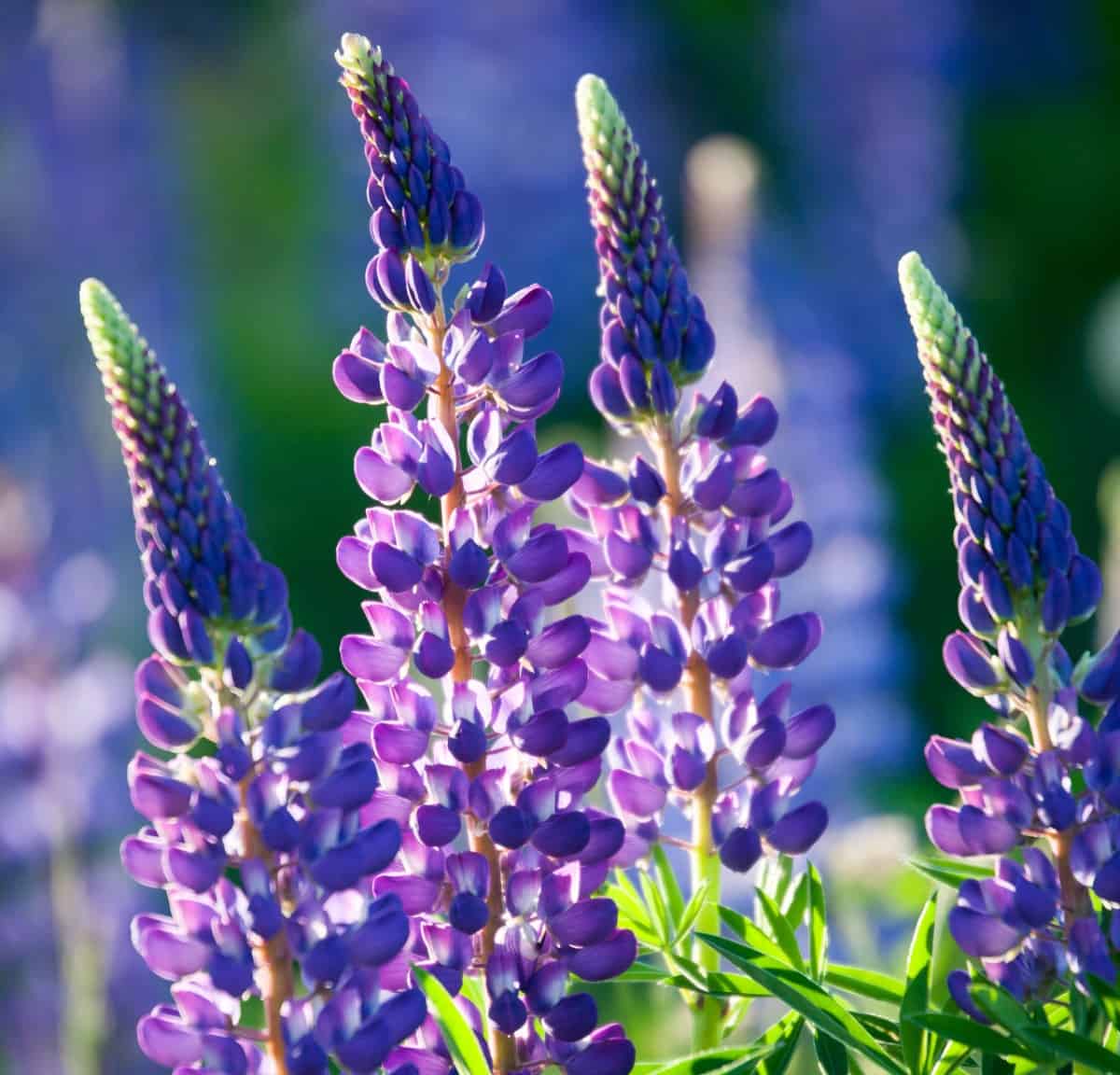 Lupines can be annual or perennial.