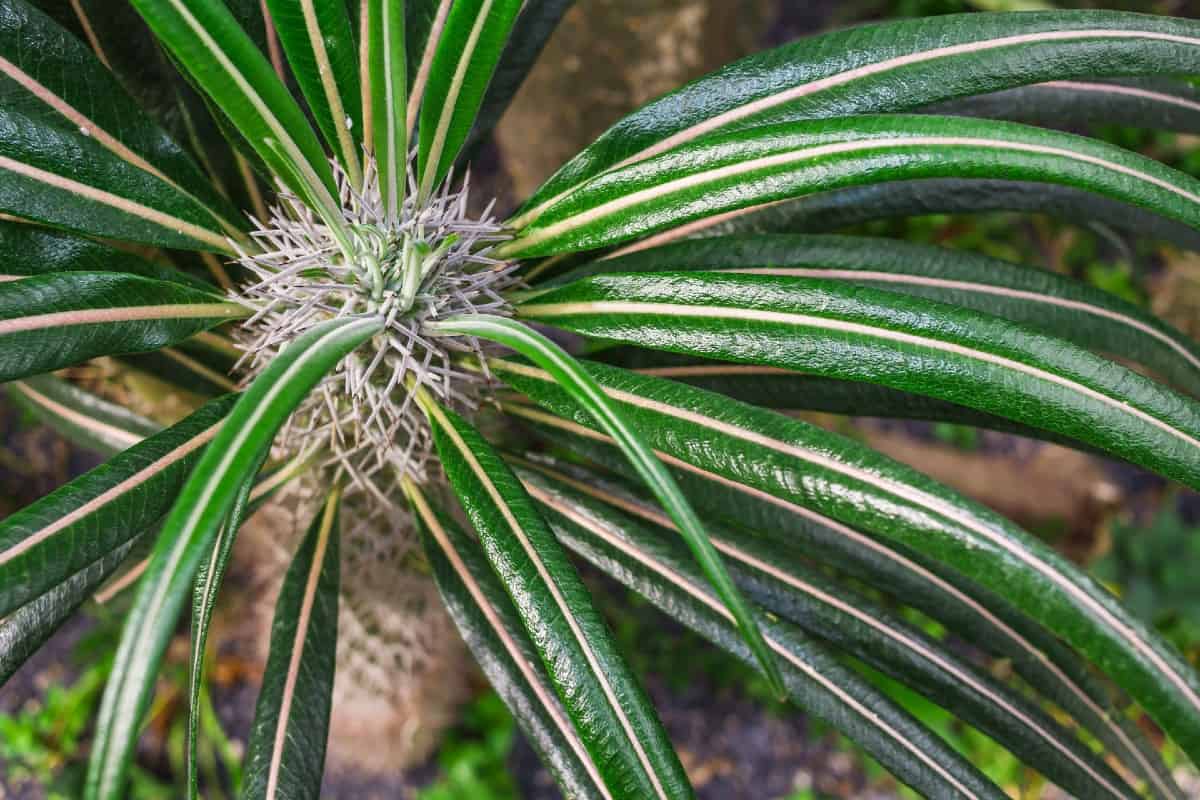 Madagascar palms look more like a cactus than a palm tree.