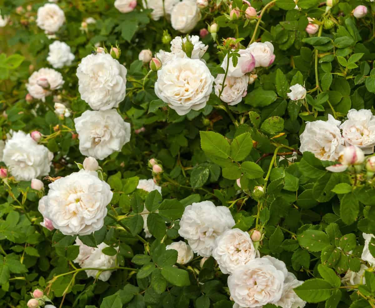 Madame Plantier roses have large white pom poms.