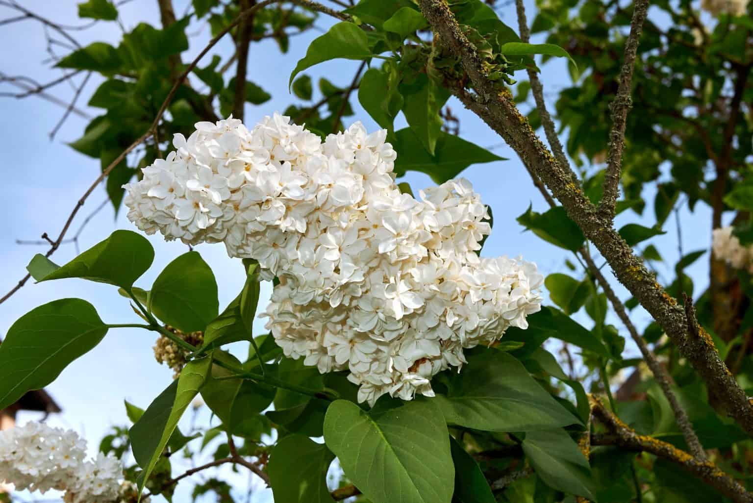 14 Trees with White Flowers to Brighten Your Yard