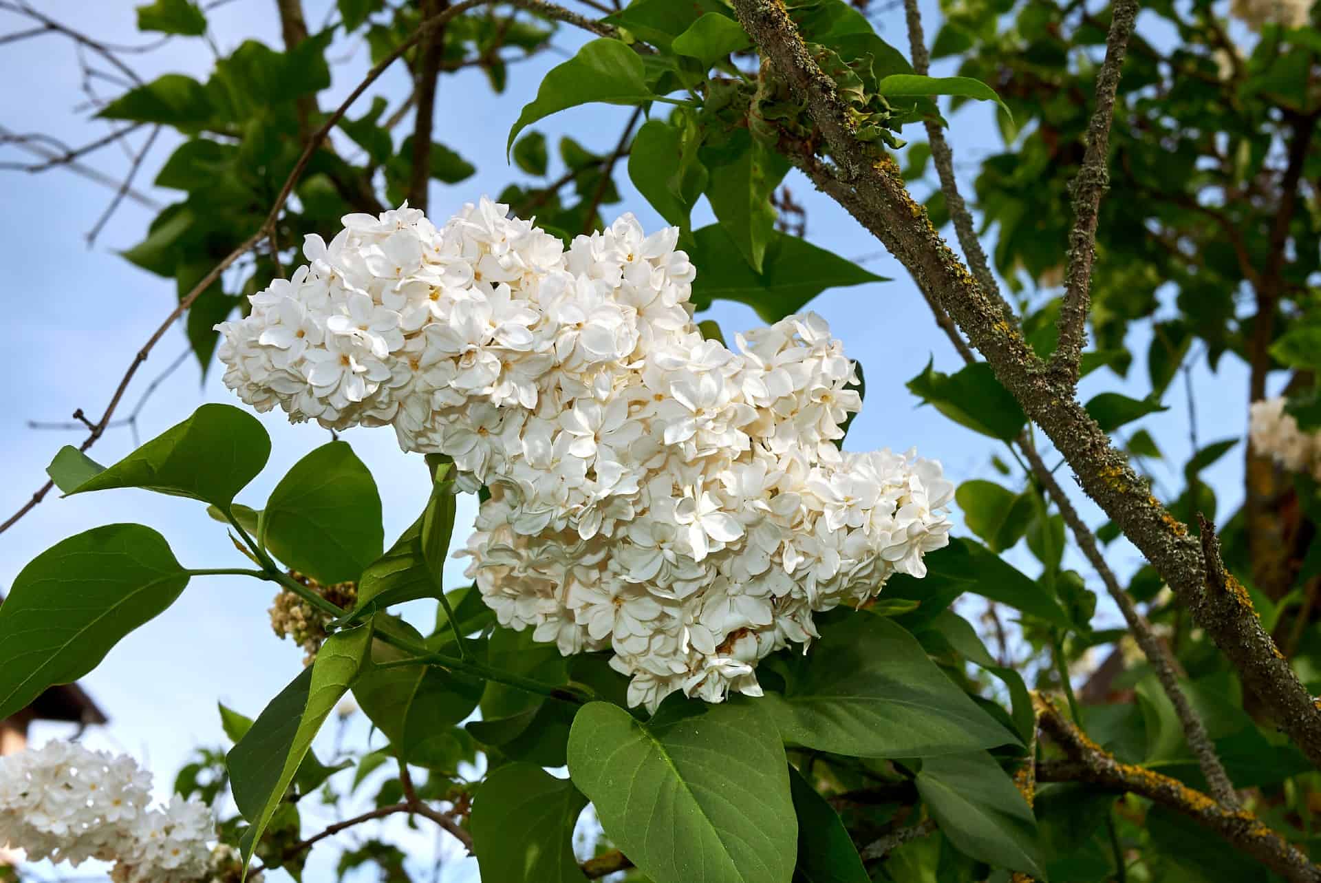 Prune the Madame Lemoine lilac after it flowers.