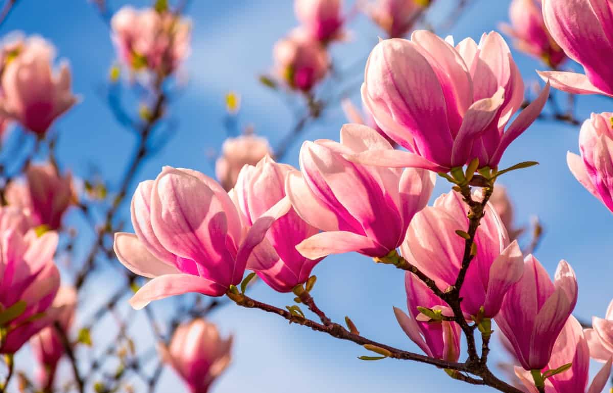 Magnolias are small trees with large flowers.