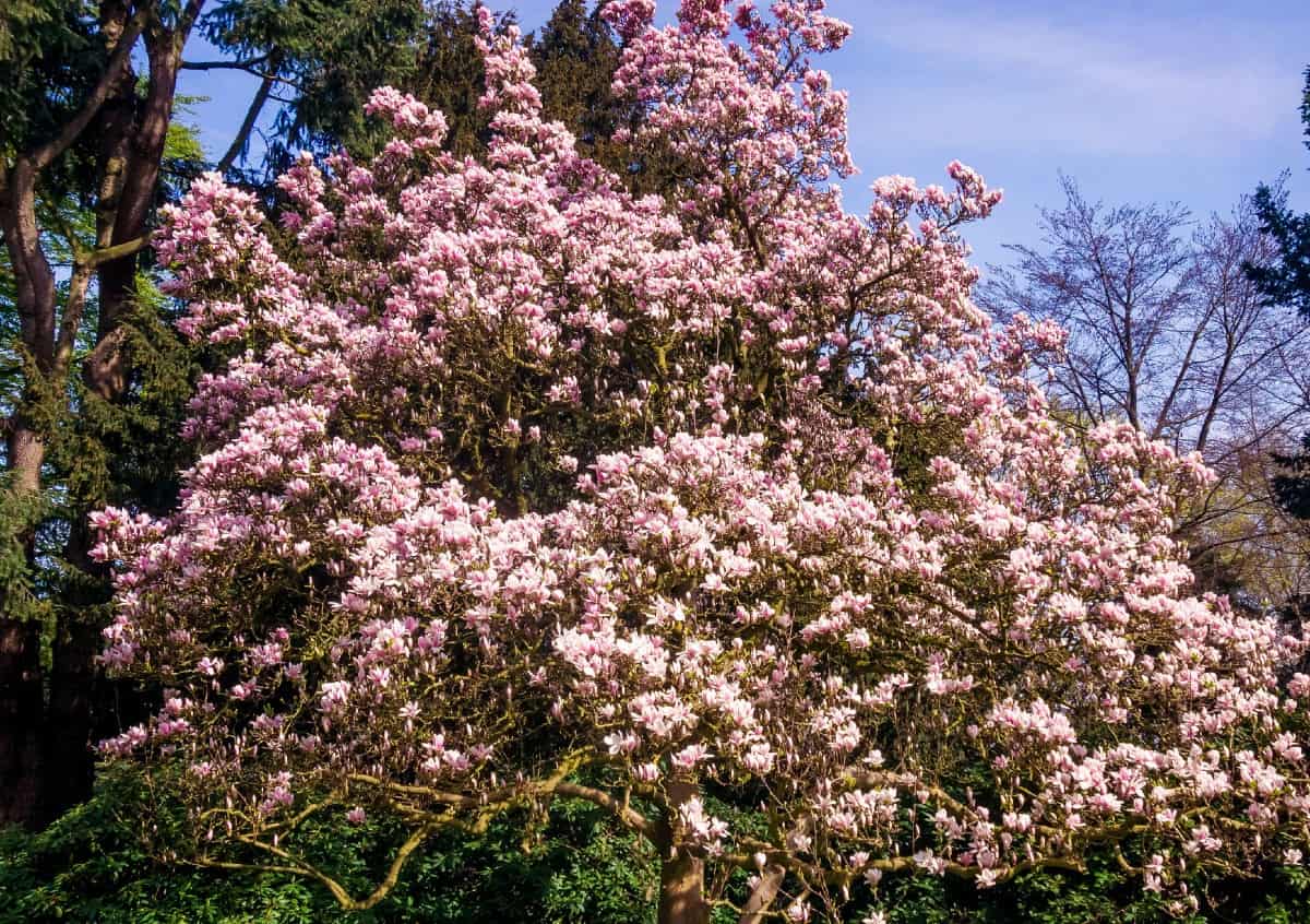 Magnolia trees are best known for their beautiful blossoms.