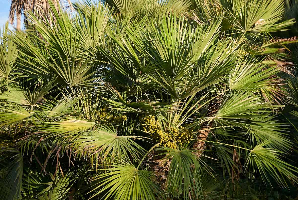 Mexican fan palm trees need a lot of sun.