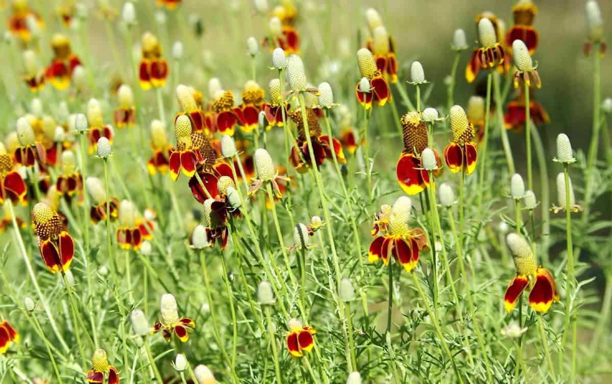 Mexican hat flowers look like tiny sombreros.