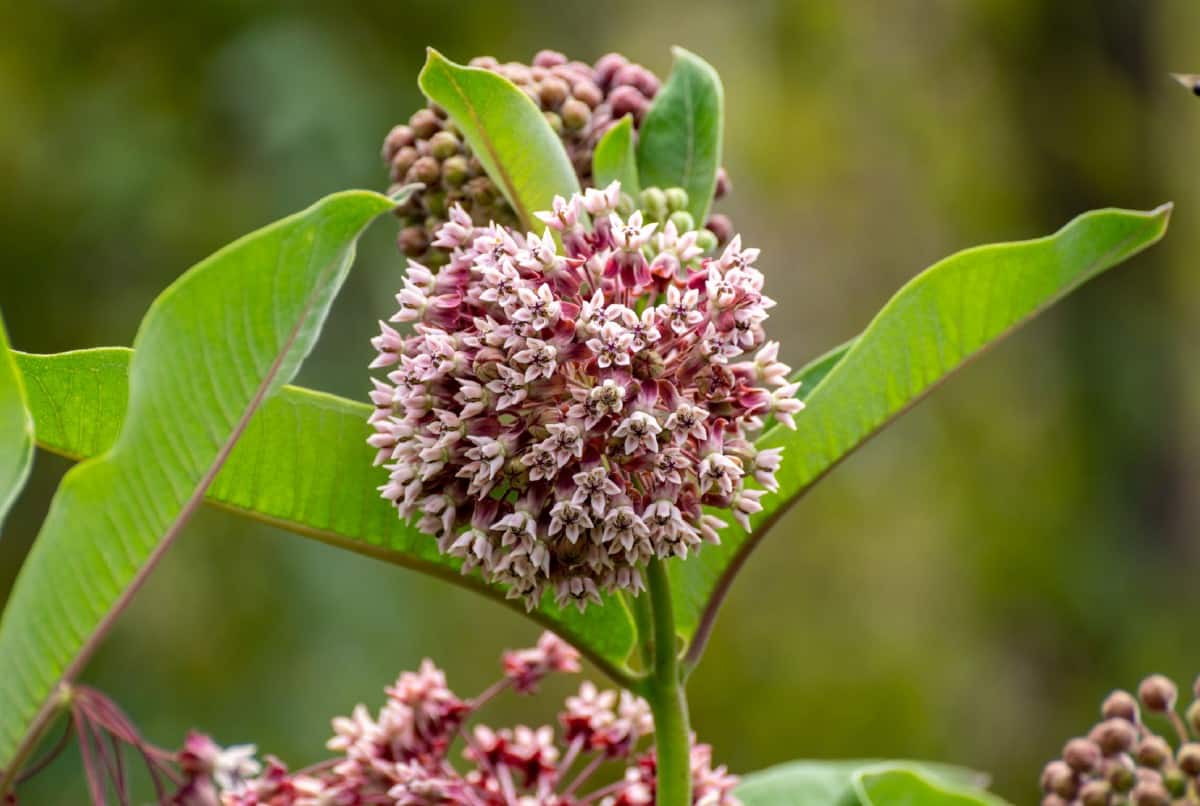 The sole food source for monarch caterpillars is the milkweed.