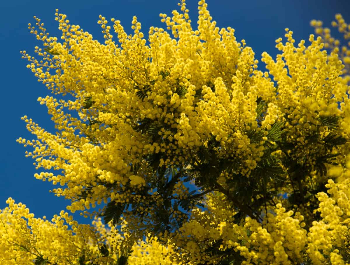 Mimosas are also called silk trees.