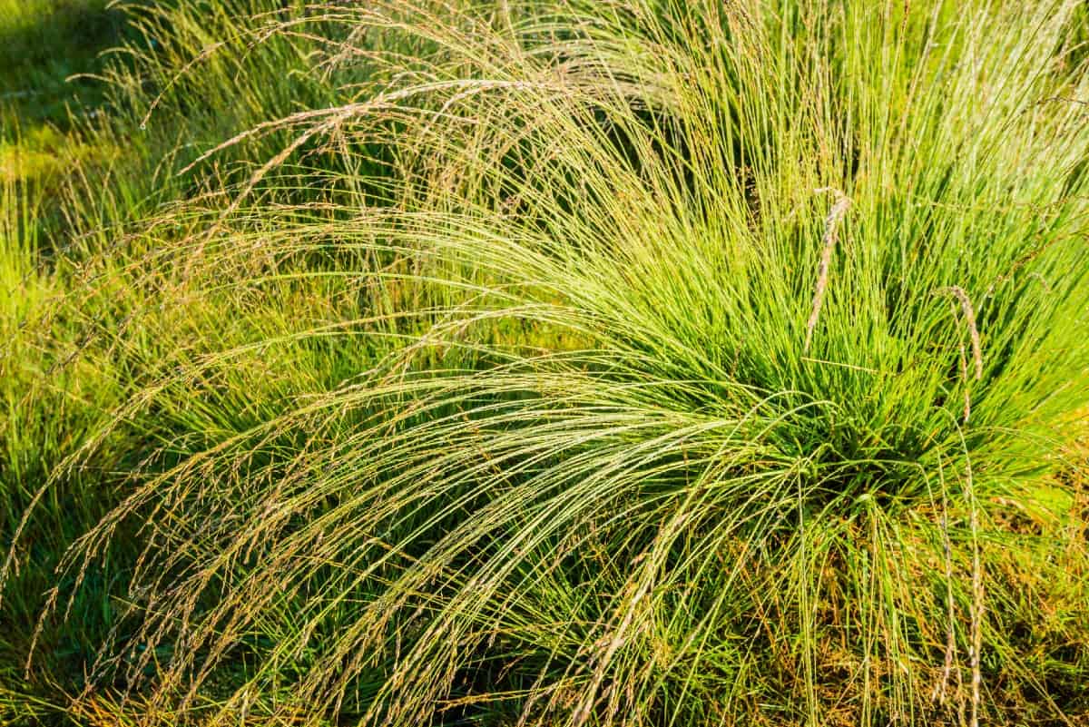 Moor grass is an attractive European native.