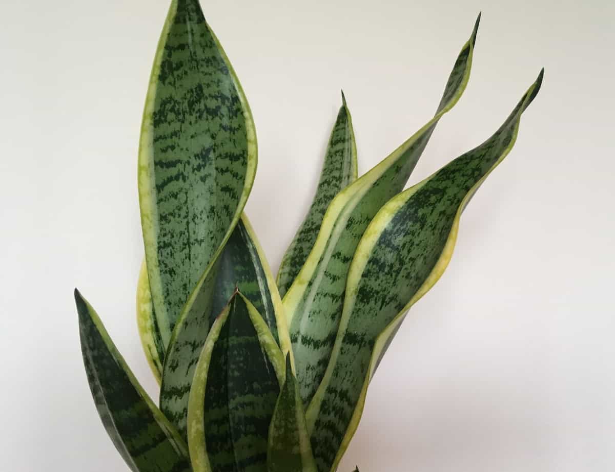 Mother-in-law's tongue is also known as the snake plant.