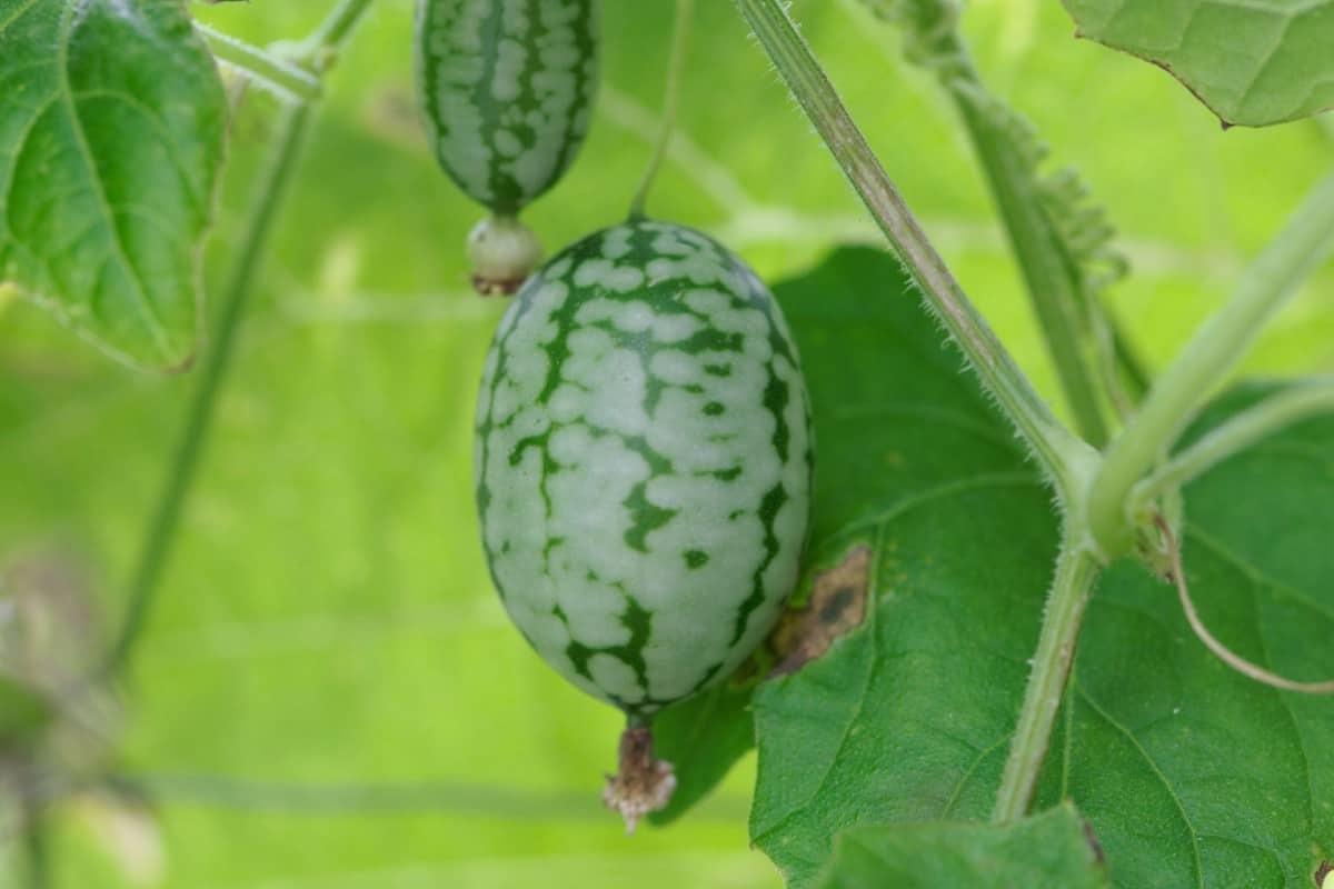 Mouse watermelons taste like cucumber.