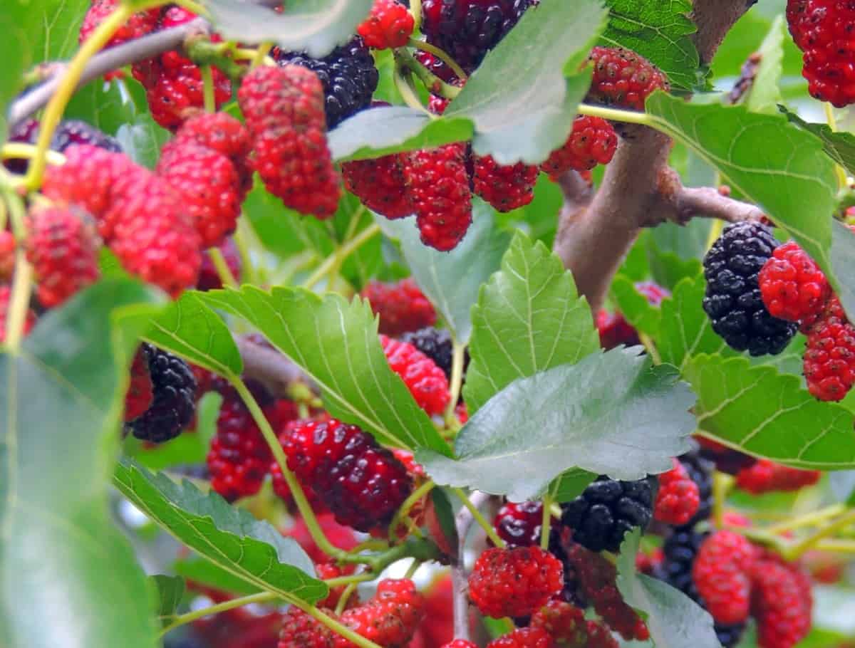 Mulberry trees are susceptible to disease which weakens the wood.