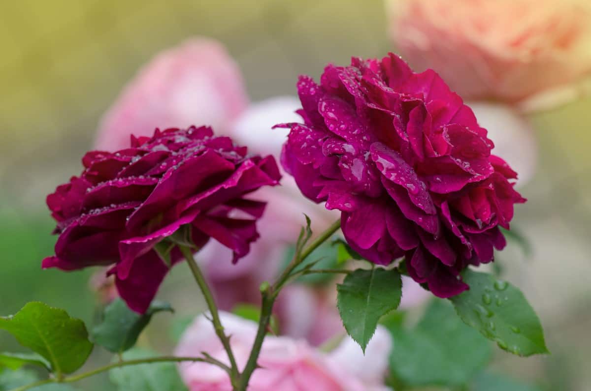 Munstead wood roses are an English hybrid with a fruity smell.