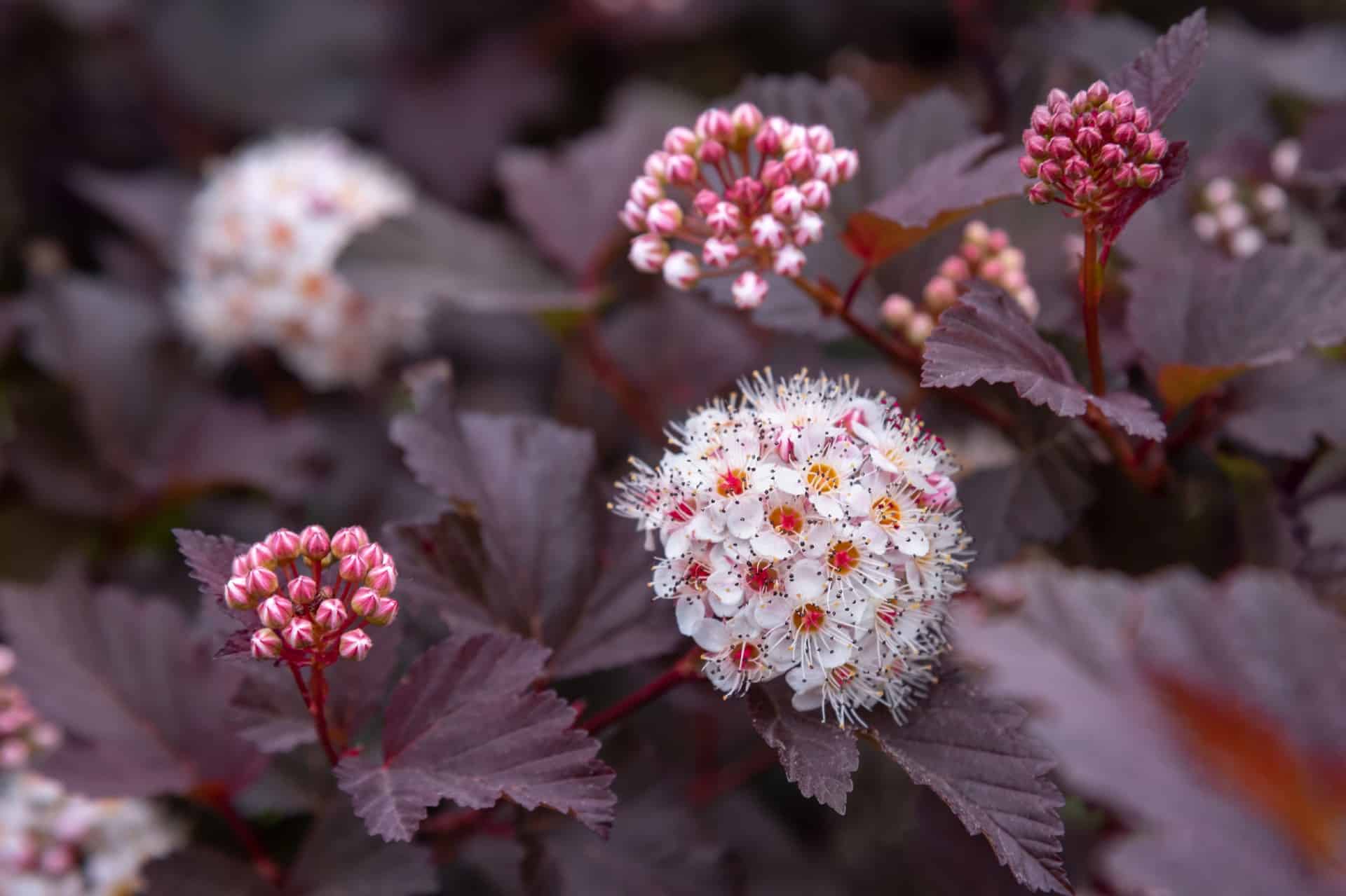 Ninebark is a cold-hardy shrub.