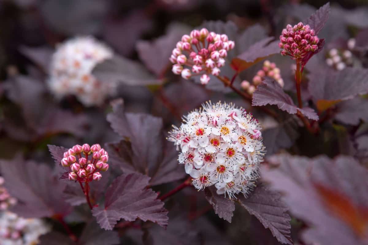 Ninebark is a maple-like shrub.